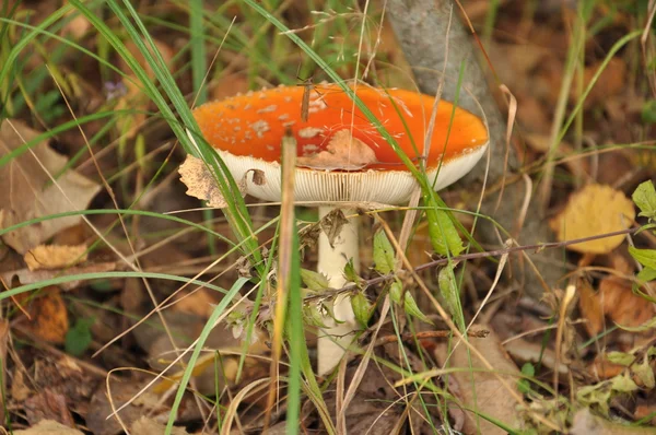 muhamor ve Sivrisinek