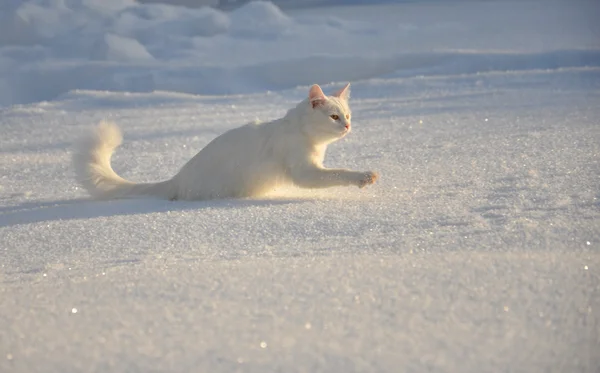 kar-beyaz kedi kar üzerinden sürünen