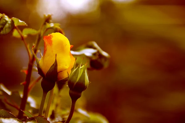 Sarı Gül tomurcukları