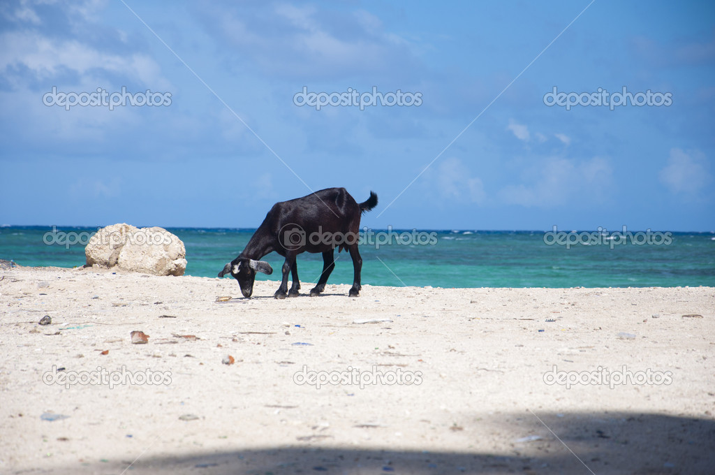 Black goat and azure ocean