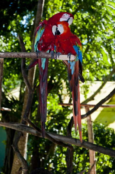 iki büyük kırmızı papağan