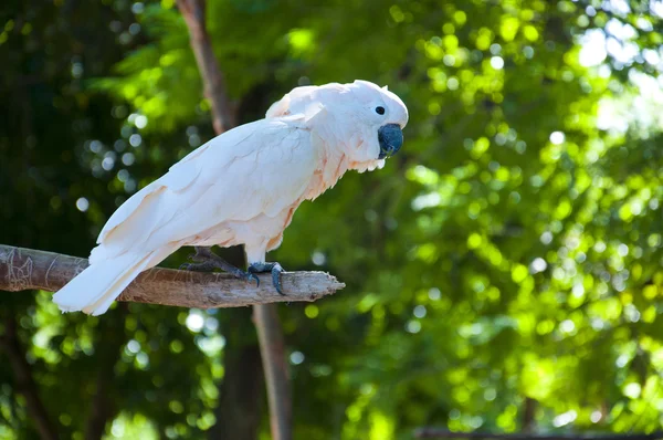 Duży biały papuga — Zdjęcie stockowe