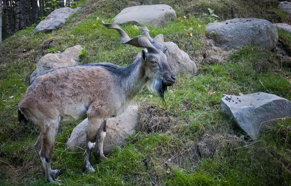 Markhor keçi