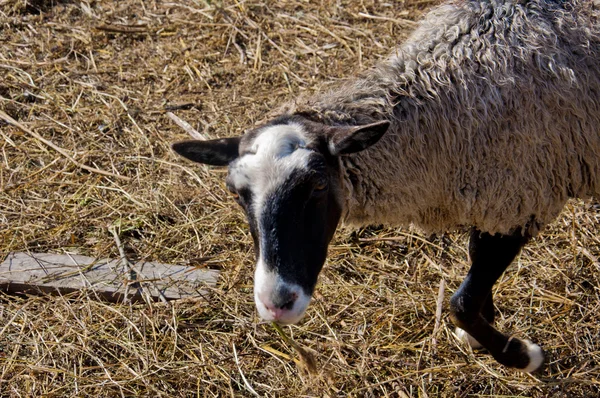 Agnello e capriolo — Foto Stock