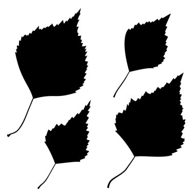 Anahat set vektör siyah huş ağacı yaprakları