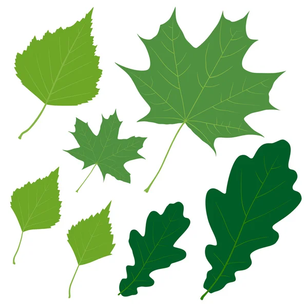 Set of seven vector green leaves for your design — Stock Vector