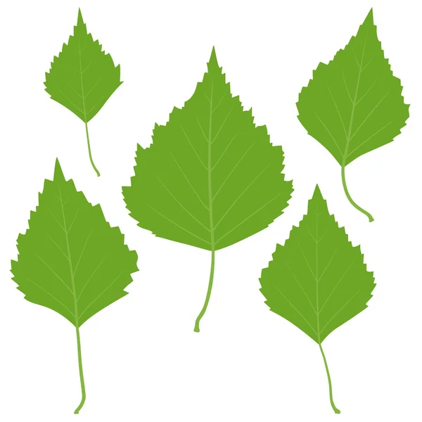 Ensemble de feuilles de bouleau vert vecteur pour votre conception — Image vectorielle