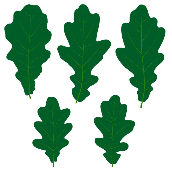 Ensemble de feuilles de chêne vert vecteur pour votre design — Image vectorielle