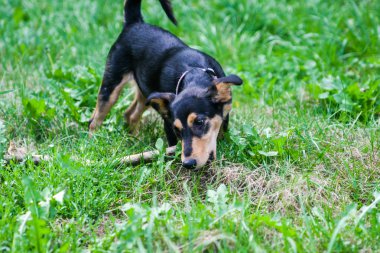 parkta bir sopayla oynayan avcılık terrier köpek