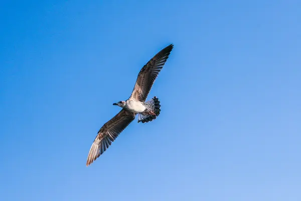 Mouette volante contre le ciel bleu — Photo