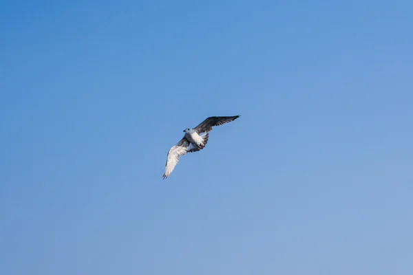 Flygande mås mot den blå himlen — Stockfoto