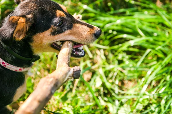 Hunting Terrier dog playing with a stick in the park Stock Photo