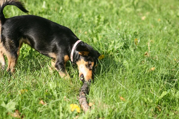 Hunting Terrier dog playing with a stick in the park — Stock Photo, Image