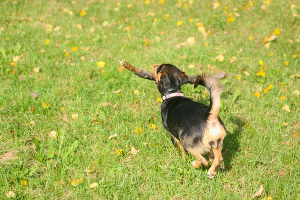 Hunting Terrier dog playing with a stick in the park — Stock Photo, Image