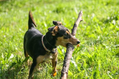parkta bir sopayla oynayan avcılık terrier köpek
