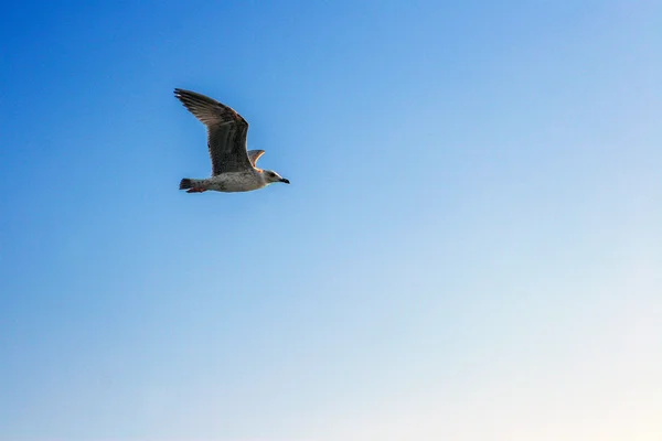 Mouette volante contre le ciel bleu — Photo