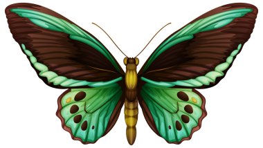 ortak yeşil birdwing