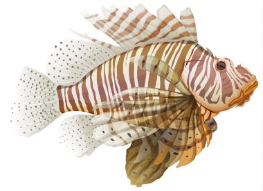 Lionfish clipart