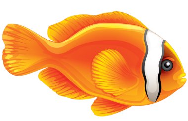 domates palyaço balığı