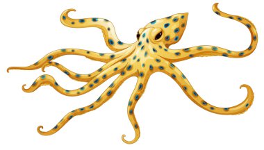 Blue-ringed octopus clipart