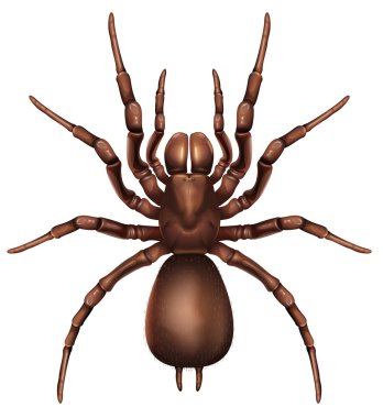 Sydney funnel-web spider clipart