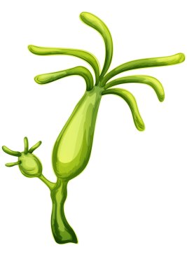 Hydra