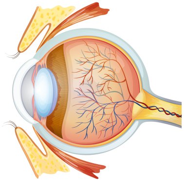 Human eye cross section clipart