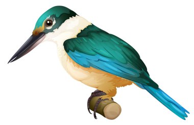 Kutsal kingfisher