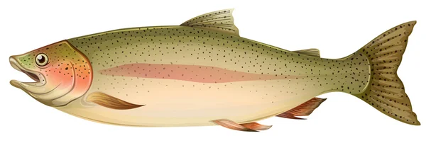 Bruine forel — Stockvector