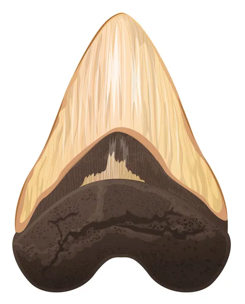 Megalodon tooth — Stock Vector