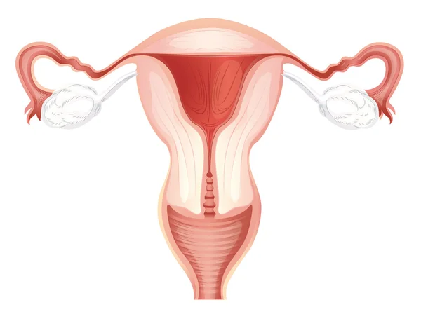 Útero — Archivo Imágenes Vectoriales