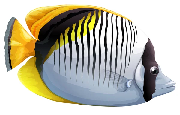 Plek-nek butterflyfish — Stockvector