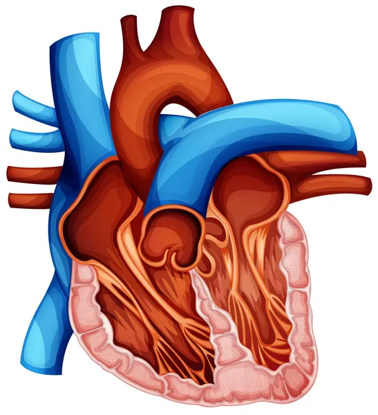 Menselijk hart — Stockvector