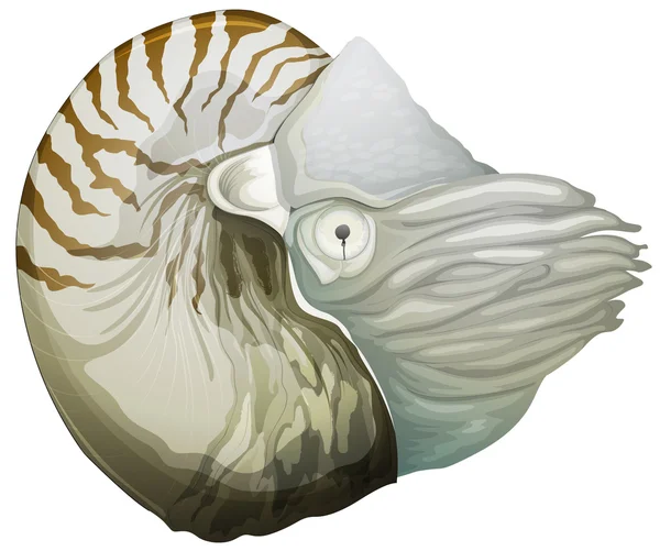 Nautilus shell — Stock Vector