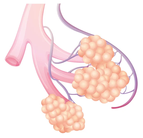 Pulmonary alveolus — Stock Vector