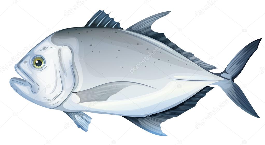 Download Gigante trevally vector, gráfico vectorial © blueringmedia imagen #13490176
