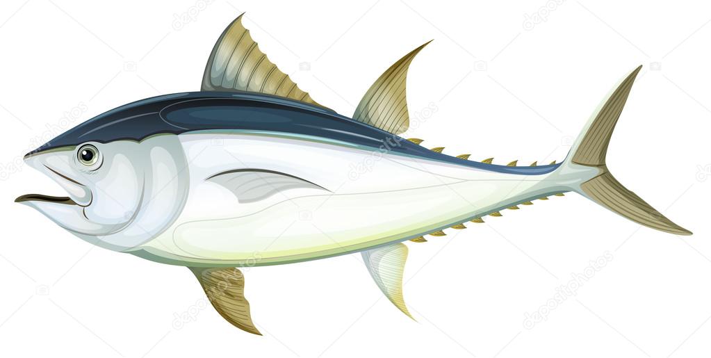 Atlantic bluefin tuna Stock Vector Image by ©blueringmedia 13490240