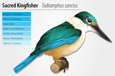 Kutsal kingfisher