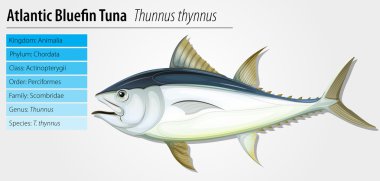 Atlantik mavi yüzgeçli orkinos