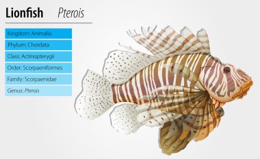 Pterois antennata