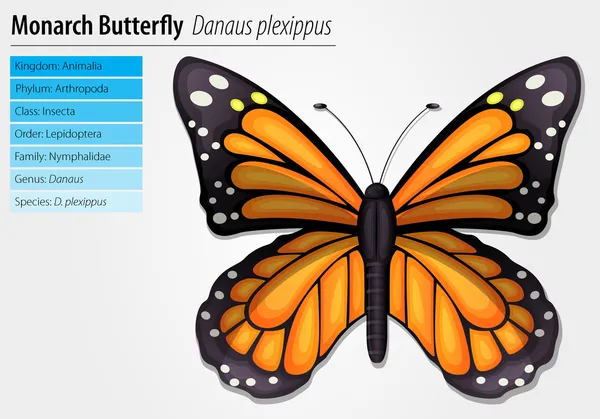 Borboleta monarca — Vetor de Stock