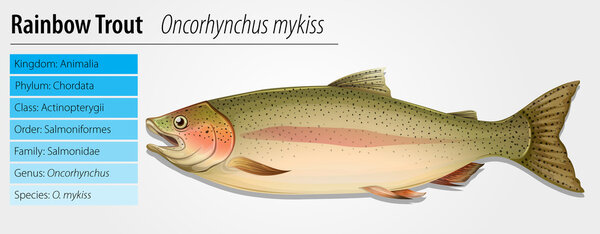 Rainbow Trout - Oncorhynchus mykiss