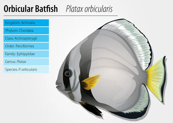 Orbicular Batfish — Stok Vektör