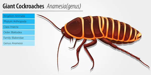 Giant cockroach - Anamesia — Stock Vector