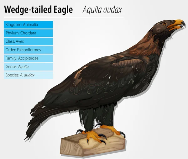 Águila de cola de cuña — Archivo Imágenes Vectoriales