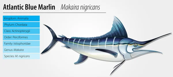 Altantischer blauer Marlin — Stockvektor