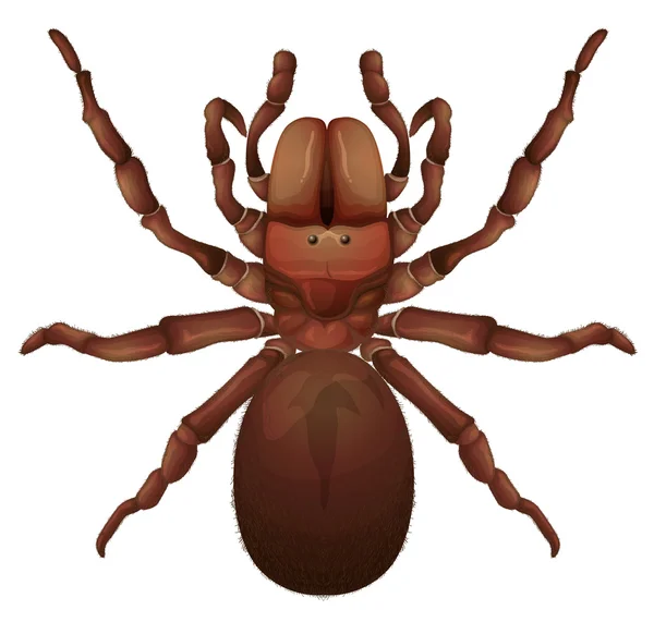 Australian funnel-web spider — Stock Vector