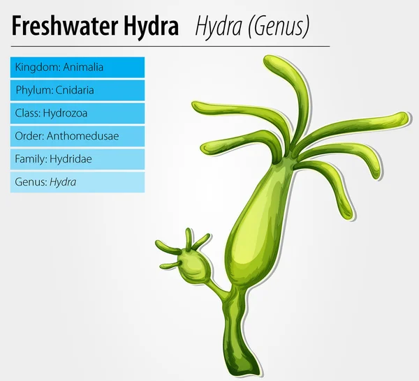 Süßwasserhydra — Stockvektor