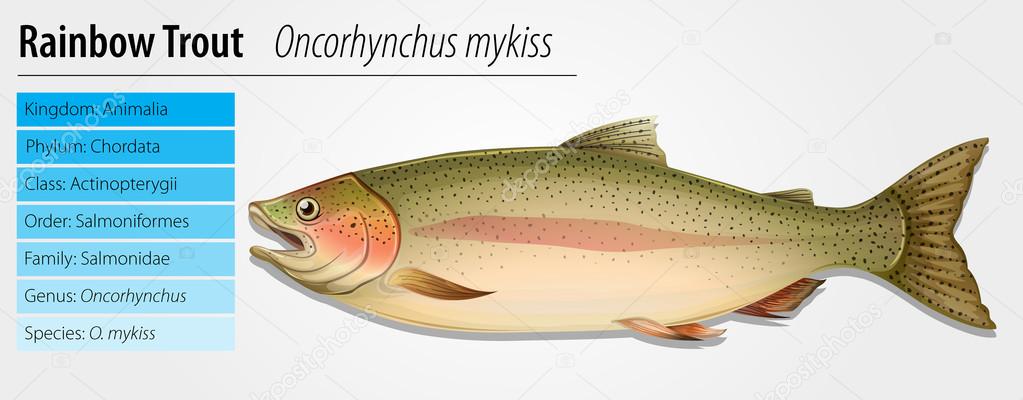Rainbow Trout - Oncorhynchus mykiss