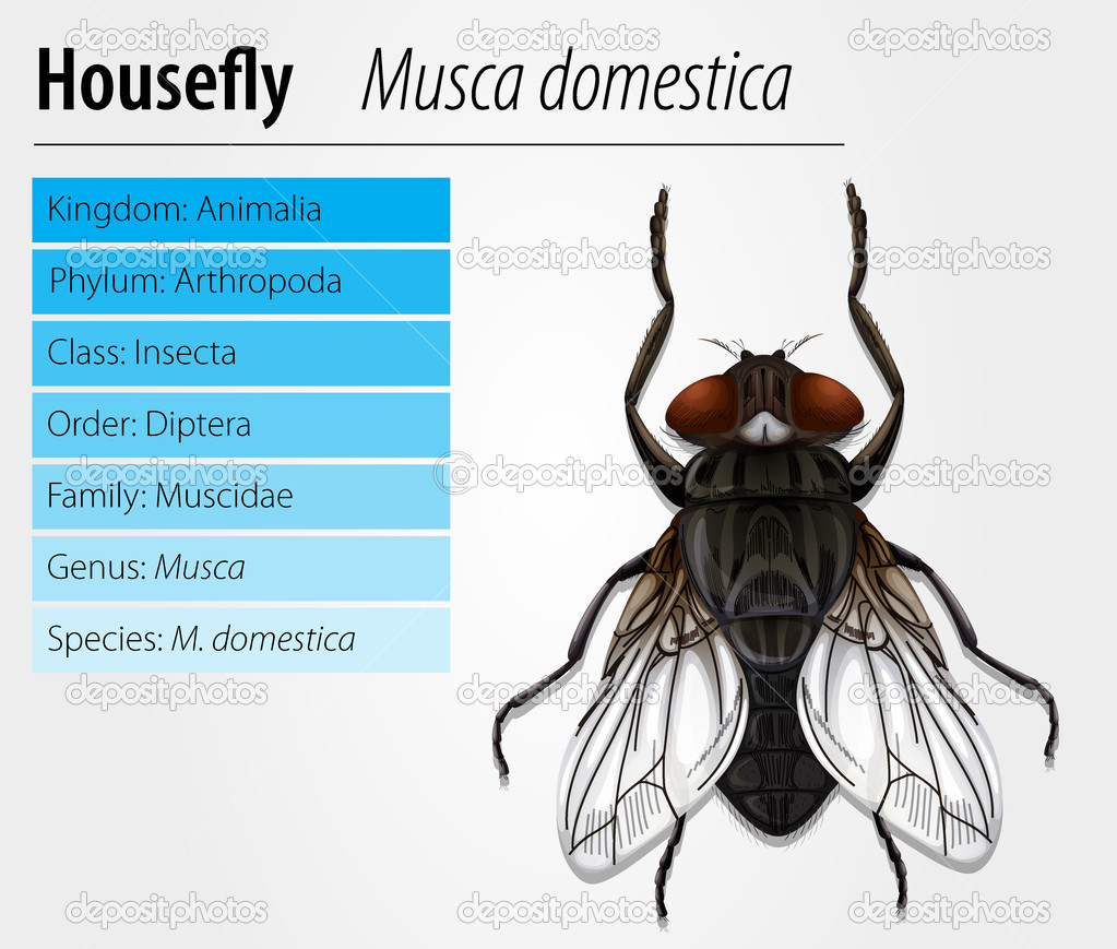 Common housefly